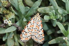 Parnassius rjabovi - Harlekinbär (Punktbär, Prunkbär)